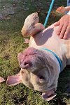 adoptable Dog in greensboro, NC named REGGY
