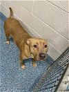 adoptable Dog in greensboro, NC named ROSIE