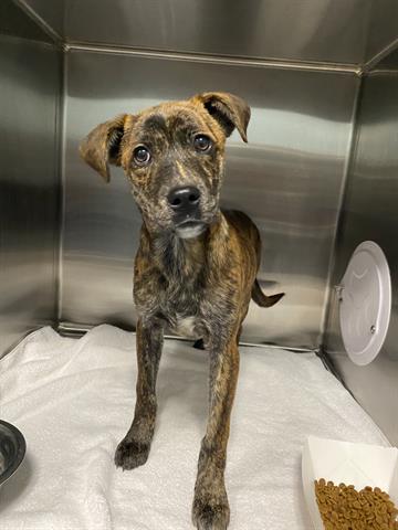 adoptable Dog in Greensboro, NC named LANA