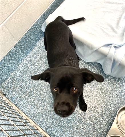 adoptable Dog in Greensboro, NC named HOPPER