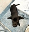 adoptable Dog in greensboro, NC named HOPPER