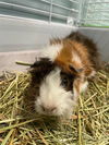 adoptable Guinea Pig in Greensboro, NC named BEAN