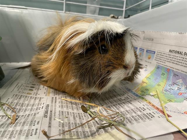 adoptable Guinea Pig in Greensboro, NC named BING