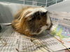 adoptable Guinea Pig in Greensboro, NC named BING