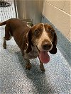 adoptable Dog in greensboro, NC named JOJO