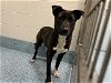 adoptable Dog in , NC named ELZI