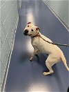 adoptable Dog in , NC named DUCHESS