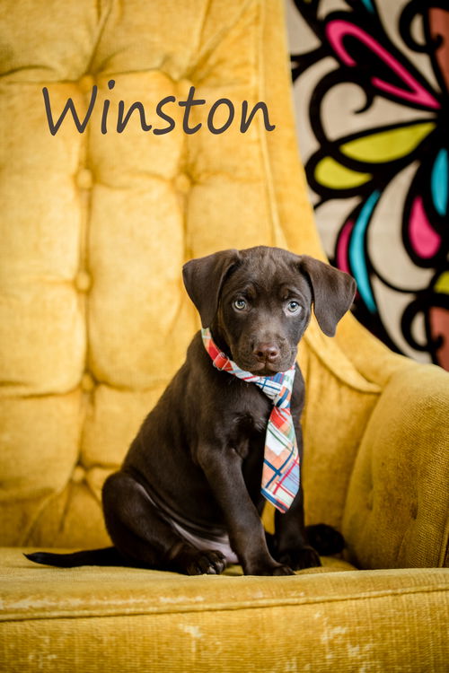 Winston