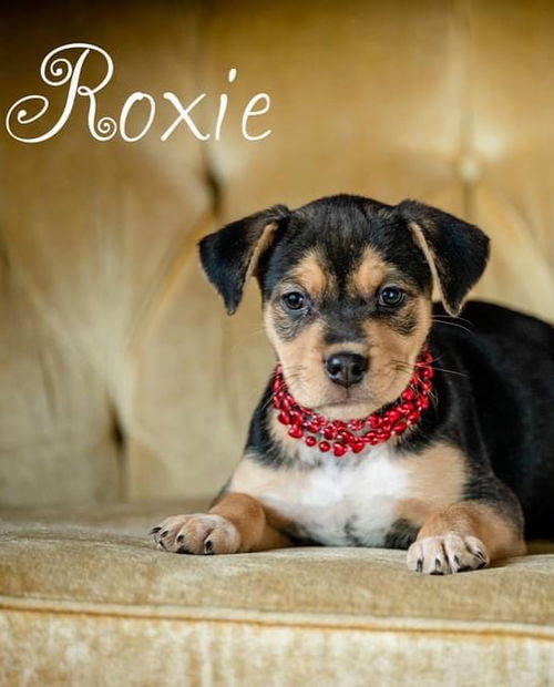 Roxie