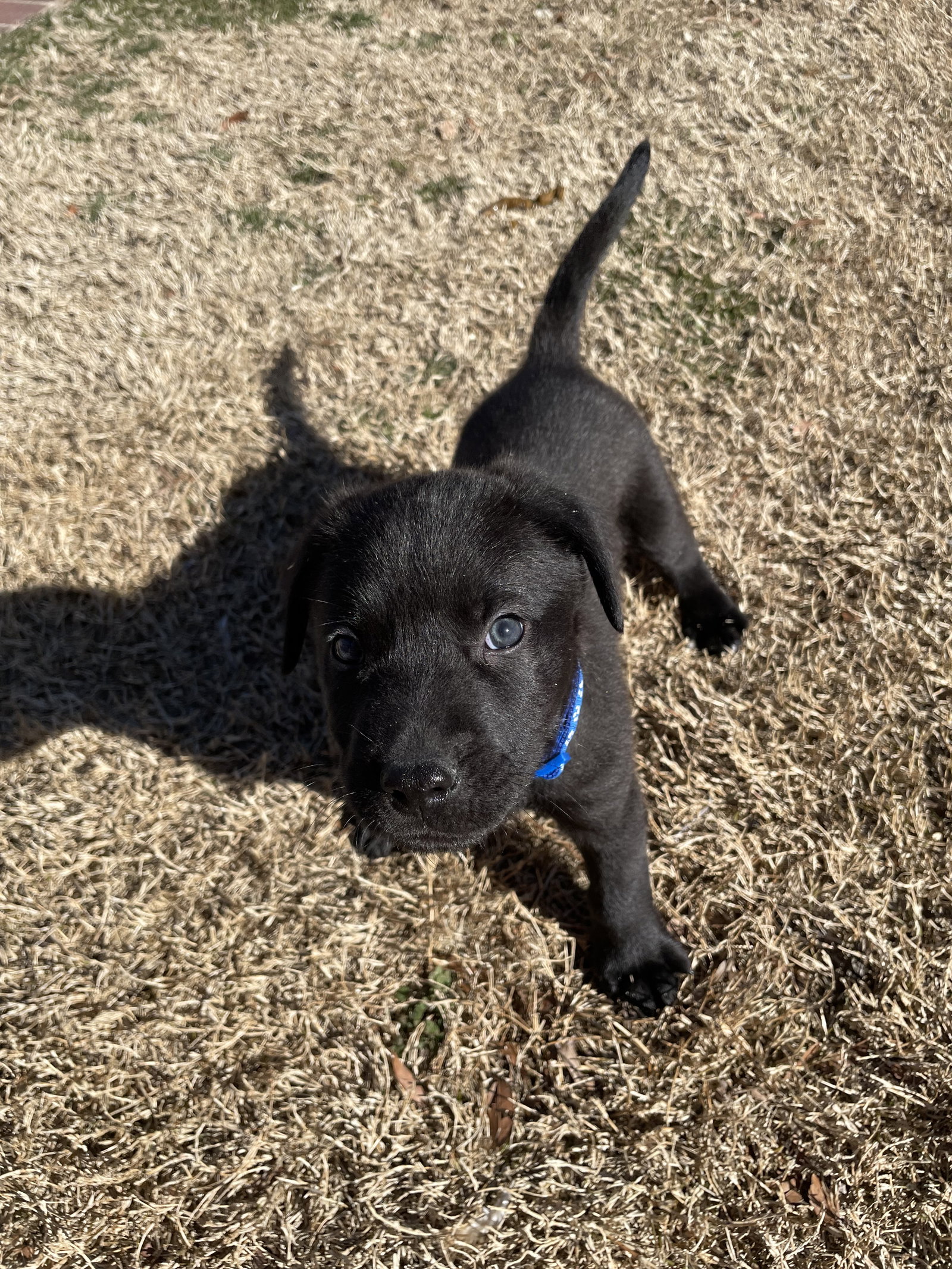 Dog for Adoption Bear, a Labrador Retriever in Mineral Springs, NC
