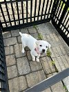 adoptable Dog in kannapolis, NC named Cherry