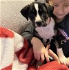 adoptable Dog in kannapolis, NC named Daisy