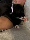 adoptable Dog in kannapolis, NC named Sassy