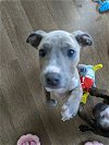 adoptable Dog in , NC named Dolly