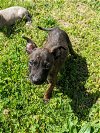 adoptable Dog in kannapolis, NC named Sable