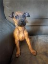 adoptable Dog in kannapolis, NC named Dobby