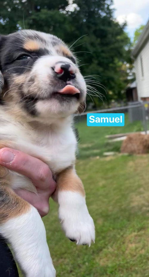 Samuel