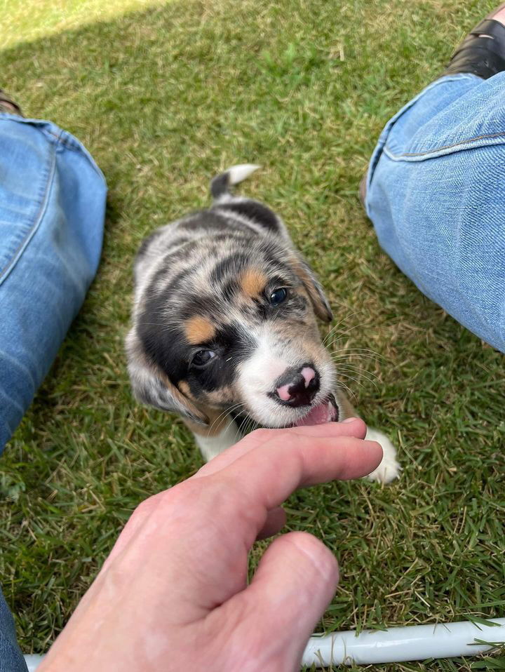 Dog for Adoption - Samuel, a Beagle in Asheboro, NC | Alpha Paw