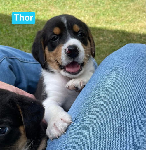 Thor