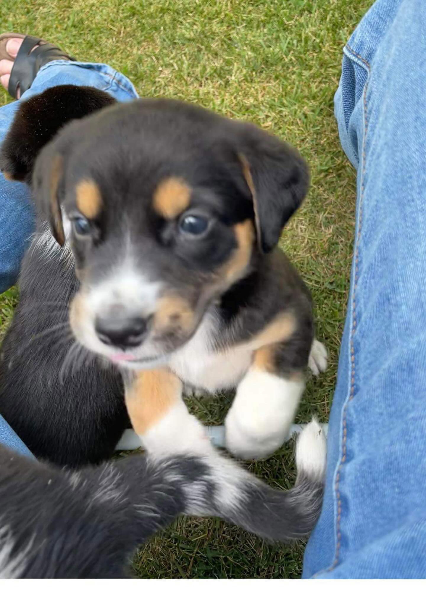Dog for Adoption Joker, a Beagle in Gastonia, NC Alpha Paw