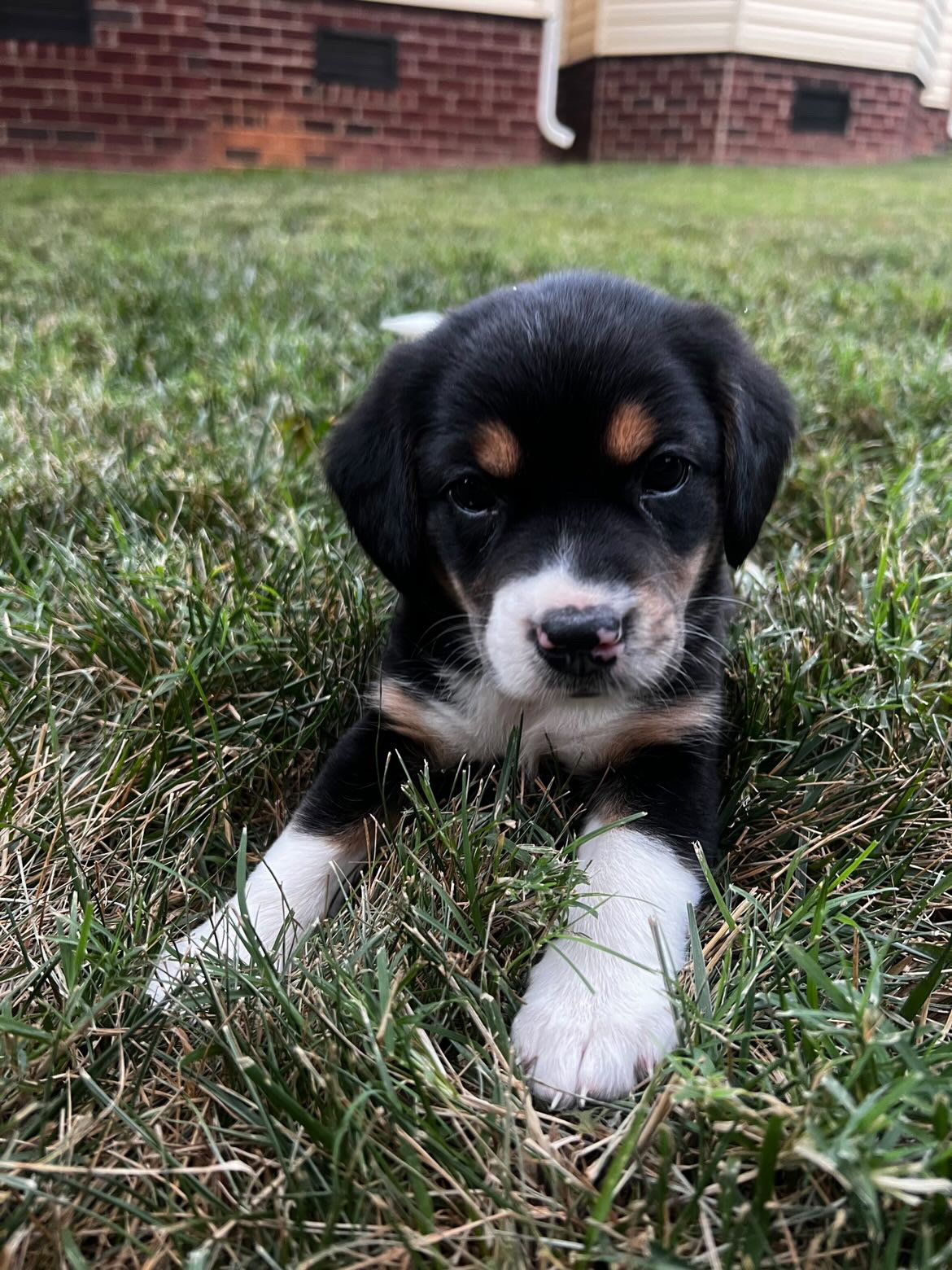 Dog for Adoption Wallen, a Beagle in Gastonia, NC Alpha Paw