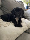 Maybelle