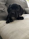 Maybelle