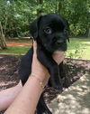 Maybelle