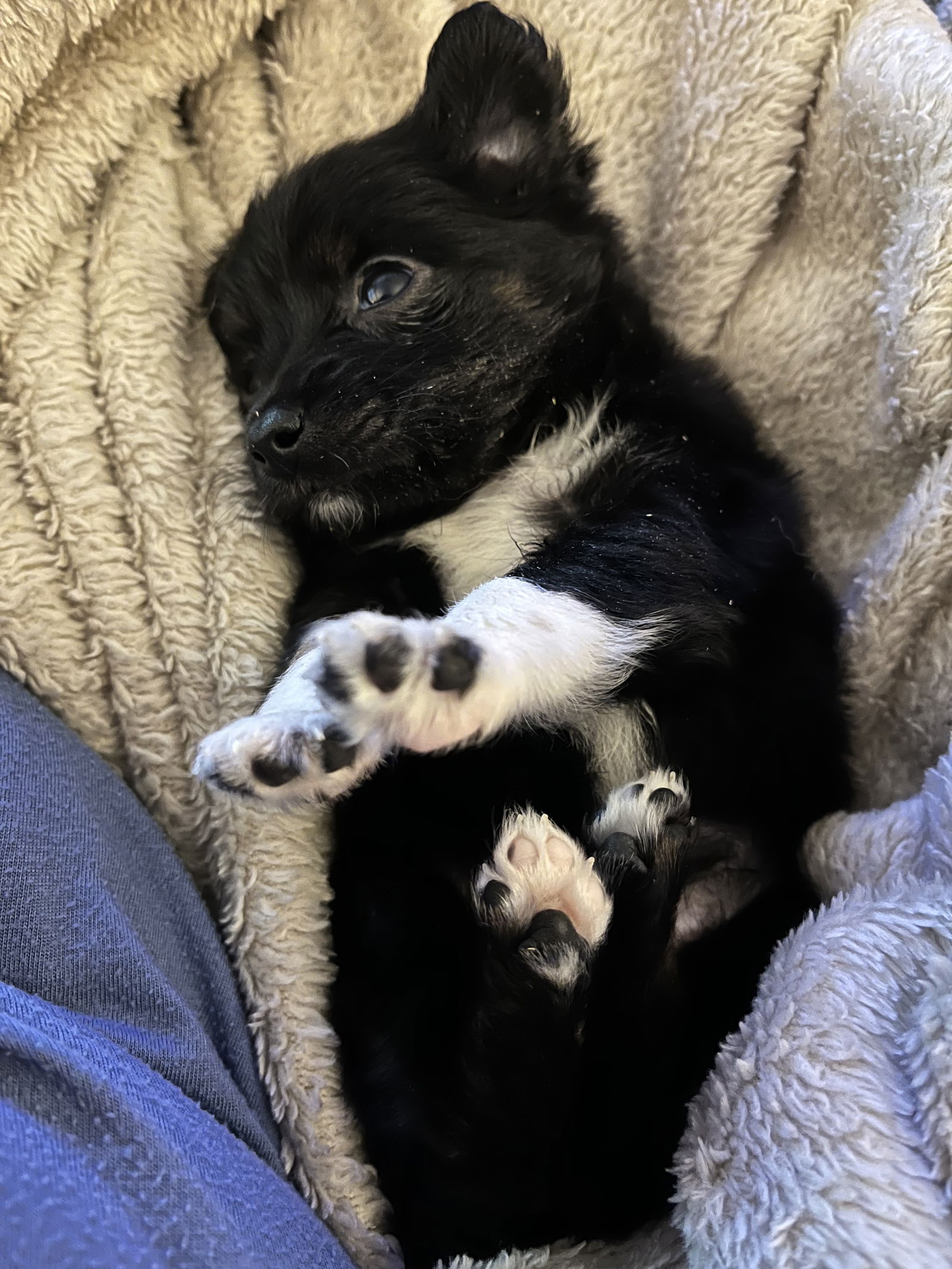 adoptable Dog in Kannapolis, NC named Jack