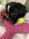 adoptable Dog in  named Tilly