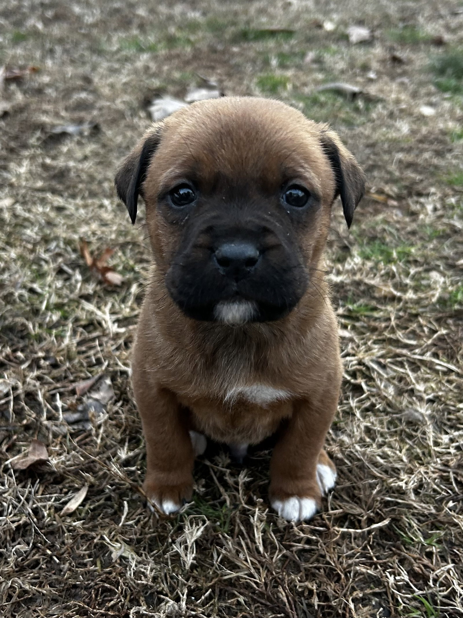 Buddy