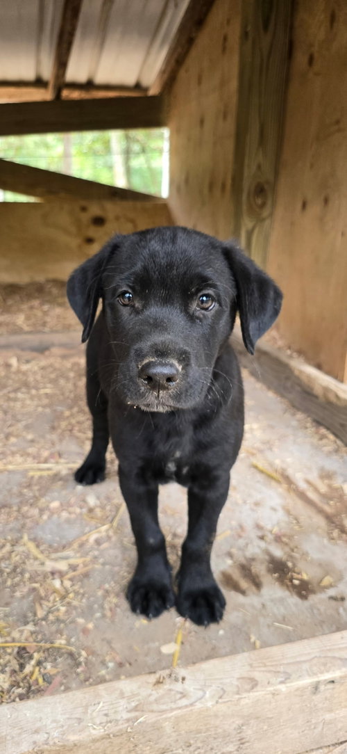 Opie