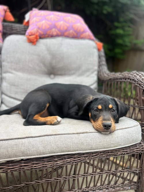 Roxie