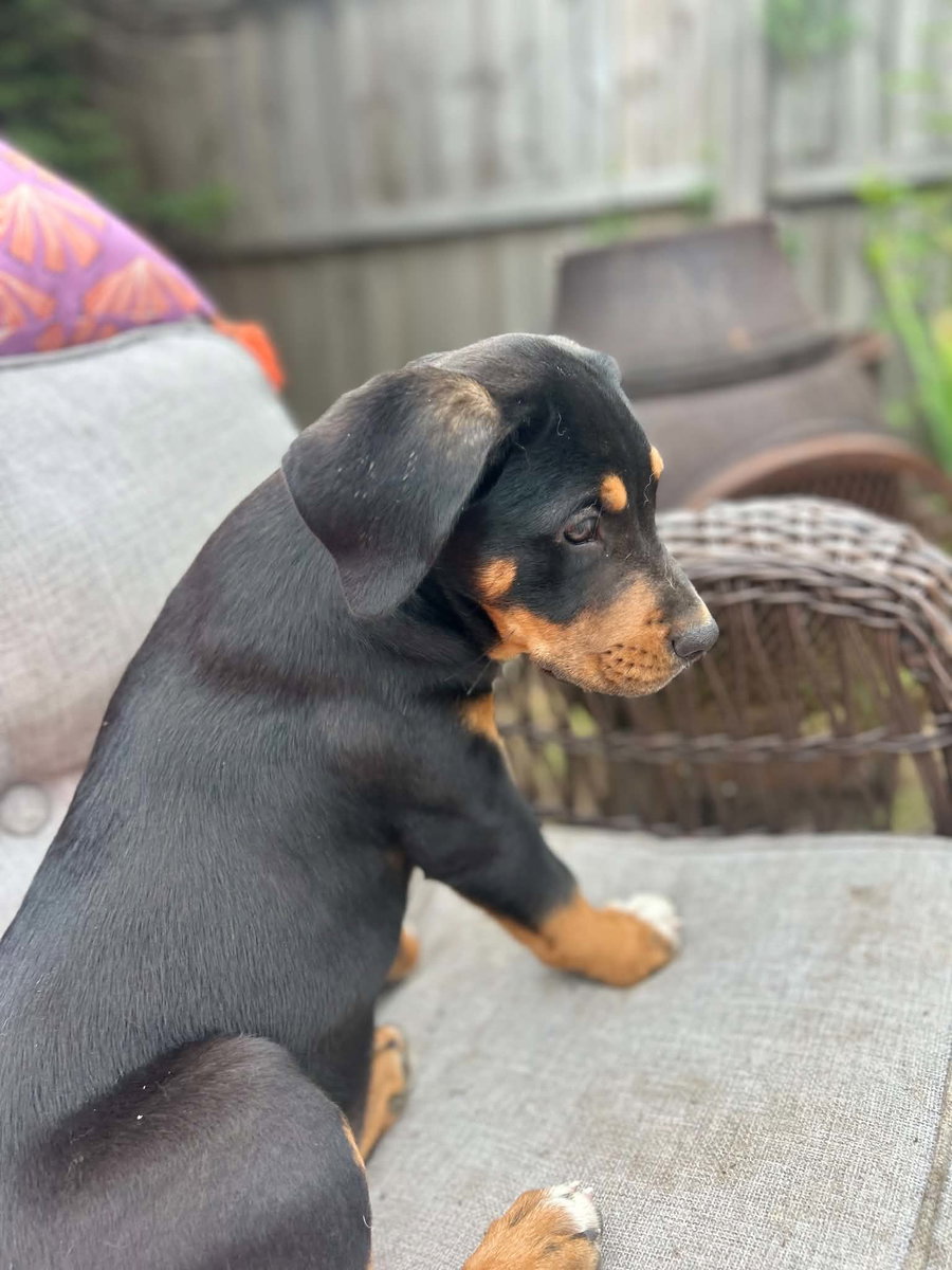 Roxie