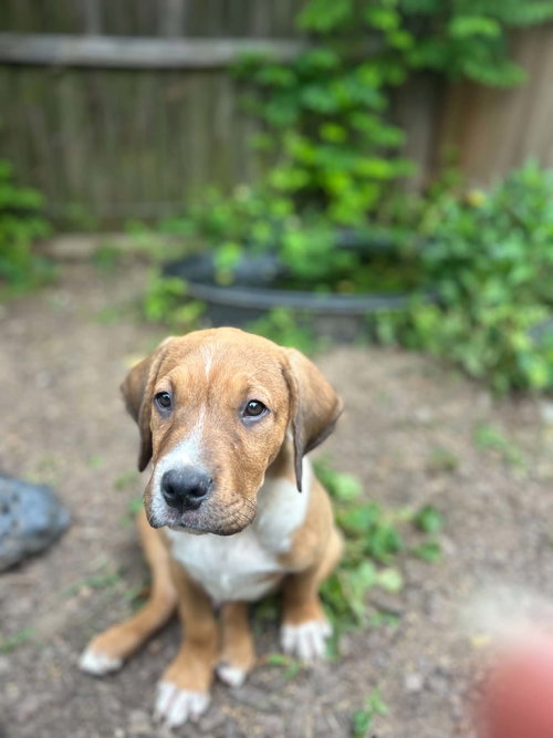 Rex