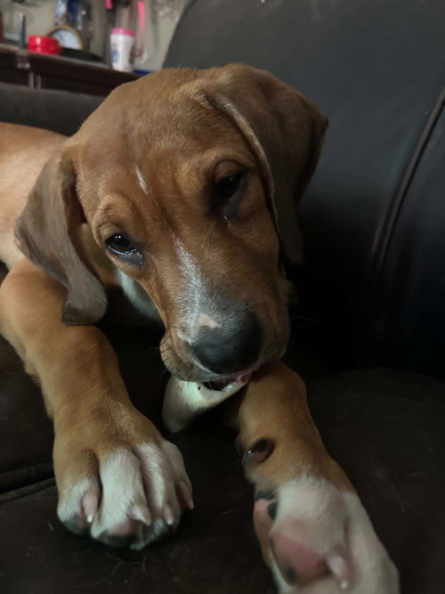 Charlie photo 4