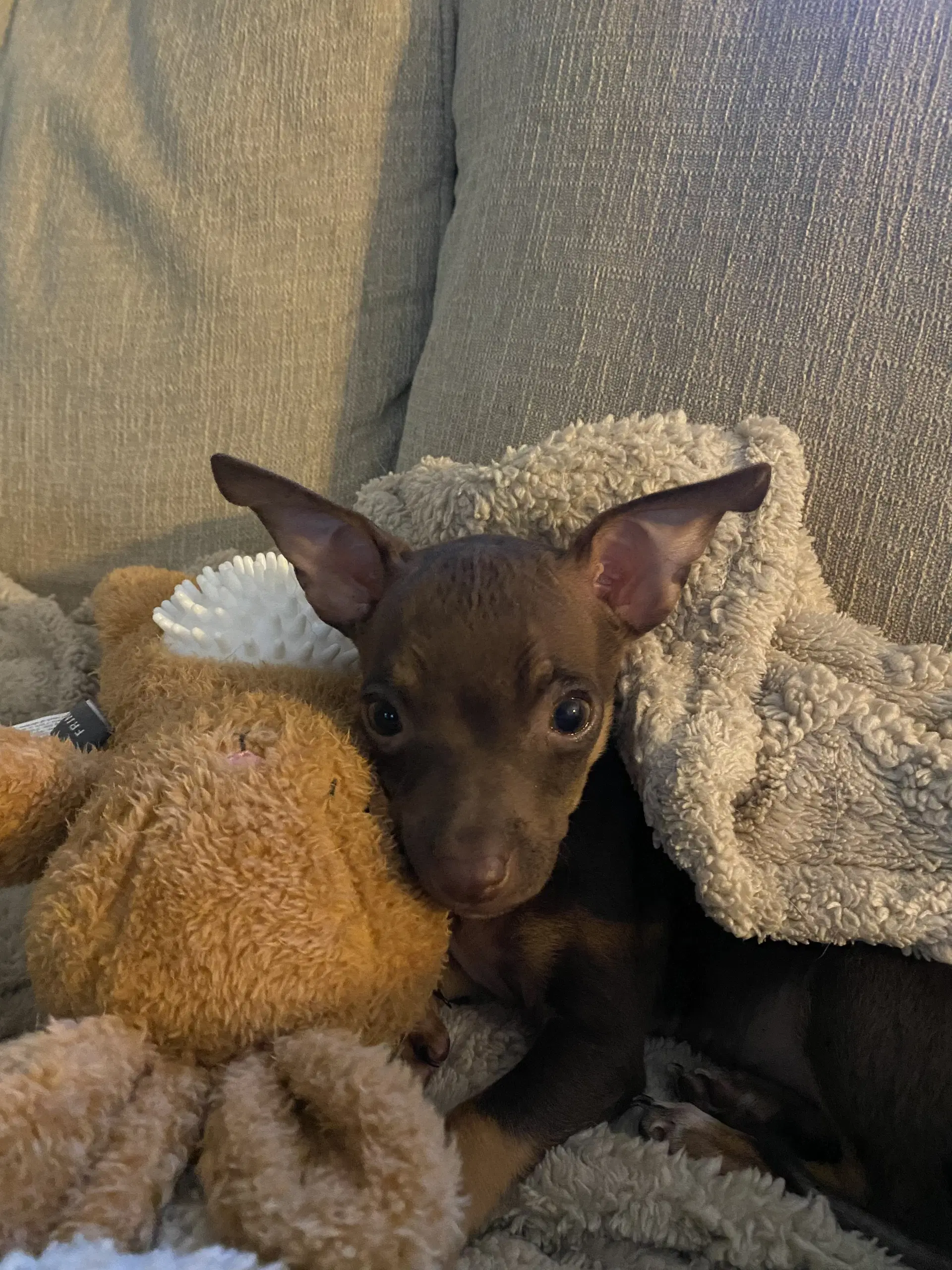 Titan - Chihuahua