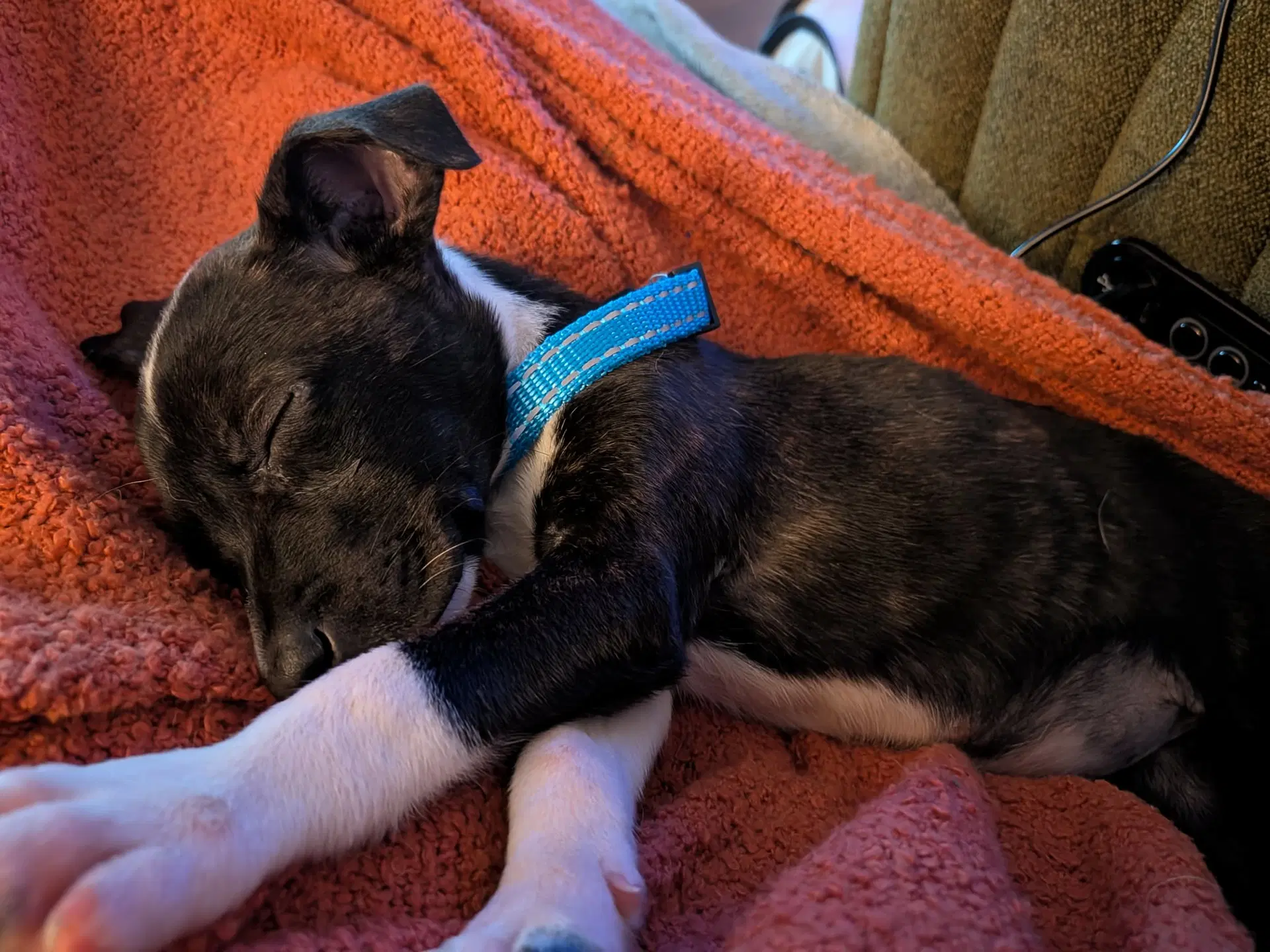 Lulu image 3