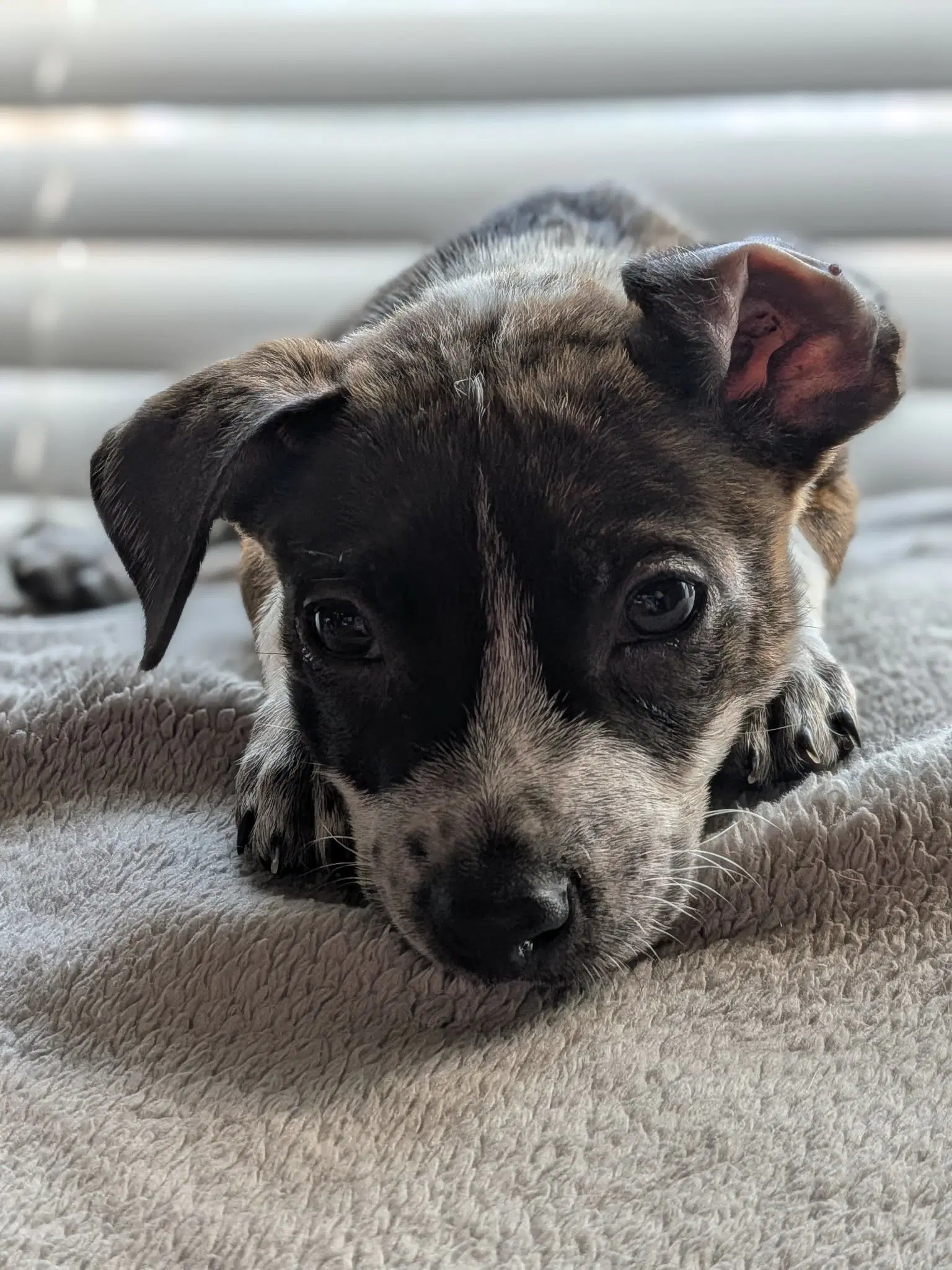 Louis - Australian Cattle Dog/Blue Heeler