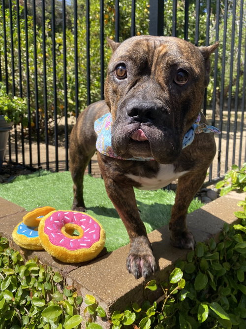 Franklin, an adoptable American Staffordshire Terrier in Redlands, CA