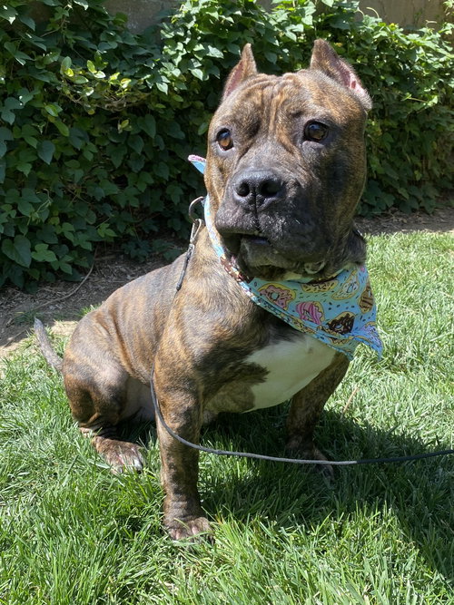 FRANKLIN - American Staffordshire Terrier / Bulldog available for adoption