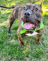 Franklin - Photo 8