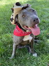 adoptable Dog in Redlands, CA named Lenny