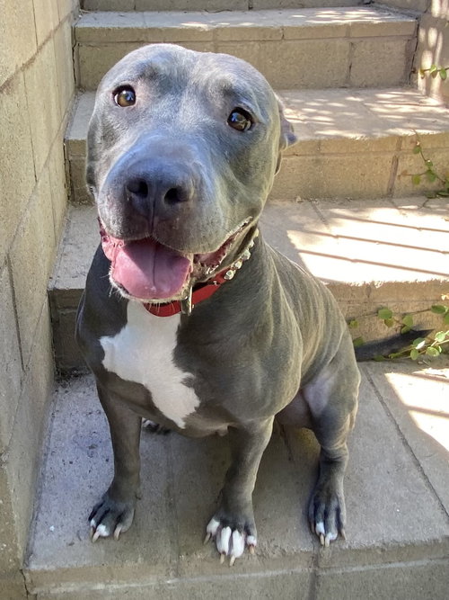 LENNY - American Staffordshire Terrier / American Pit Bull Terrier available for adoption