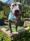 adoptable Dog in redlands, CA named Lenny
