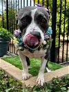adoptable Dog in redlands, CA named Trixie