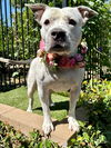 adoptable Dog in redlands, CA named Tenley