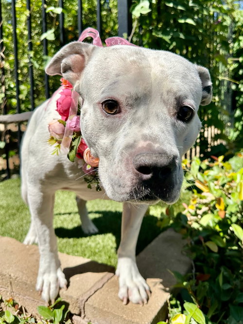 TENLEY - American Pit Bull Terrier available for adoption