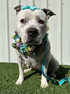 Tenley - Photo 4