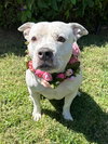 Tenley - Photo 7